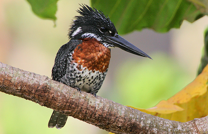 Giant Kingfisher