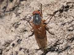 Brachyopa maculipennis