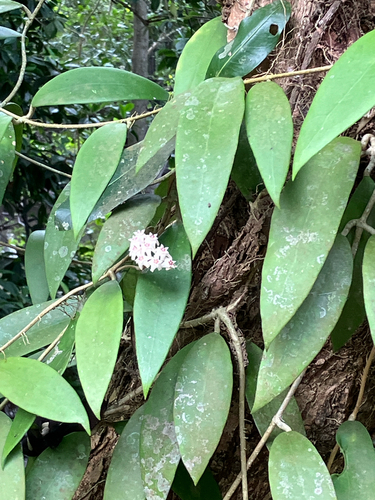 Hoya verticillata observed 2026-06-16