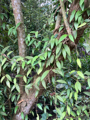 Hoya verticillata, photograph (c) Cara-Lisa Schloots, some rights reserved (CC BY)