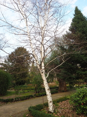 Betula pendula fontqueri