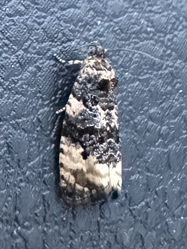 Shoulder-spot Marble