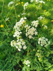 Anthriscus sylvestris