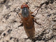 Brachyopa maculipennis