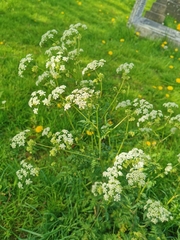 Anthriscus sylvestris