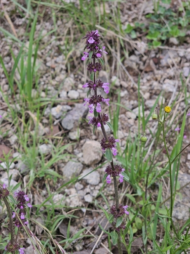Stachys agraria, photograph 4