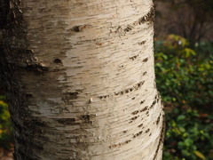 Betula pendula fontqueri