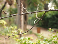 Betula pendula fontqueri