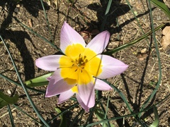 Tulipa saxatilis
