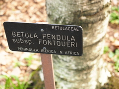 Betula pendula fontqueri