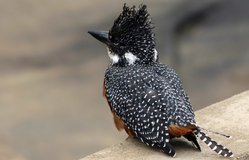 Giant Kingfisher