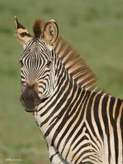 Equus quagga crawshayi