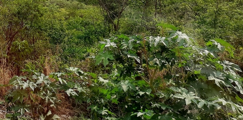 castor bean