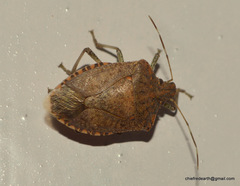Halyomorpha picus