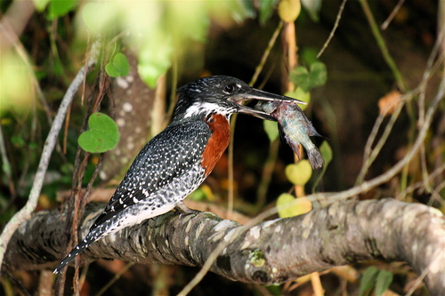 Giant Kingfisher