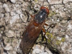 Brachyopa maculipennis