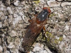 Brachyopa maculipennis