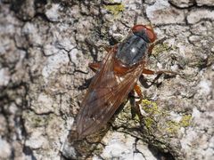 Brachyopa maculipennis