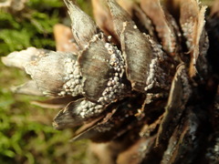 Pucciniastrum areolatum