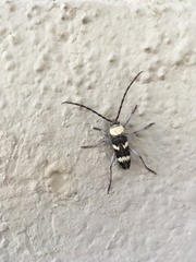 Megacyllene antennata