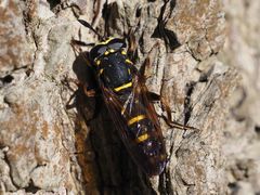 Sphiximorpha subsessilis