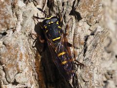 Sphiximorpha subsessilis