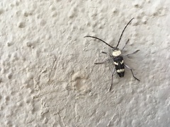 Megacyllene antennata