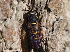 Sphiximorpha subsessilis