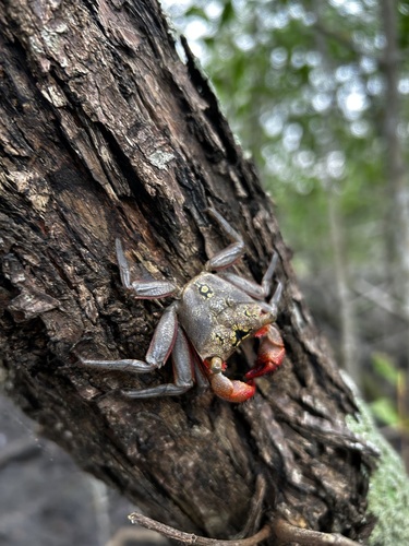 Mangrove Tree Crab