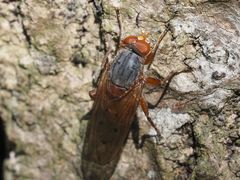 Brachyopa maculipennis