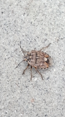 Holcogaster fibulata