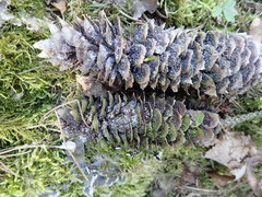 Pucciniastrum areolatum