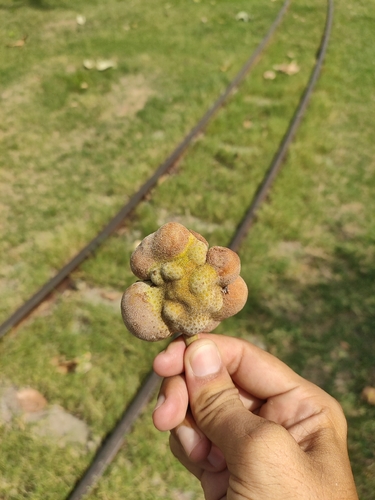 Artocarpus lacucha observed 2026-06-11