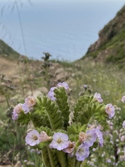 Phacelia ixodes