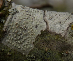 Pertusaria paratuberculifera