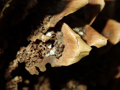 Pucciniastrum areolatum