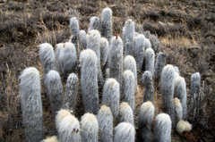 Oreocereus ritteri