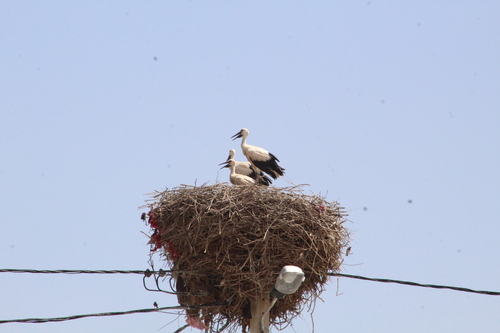 White Stork