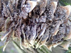 Pucciniastrum areolatum