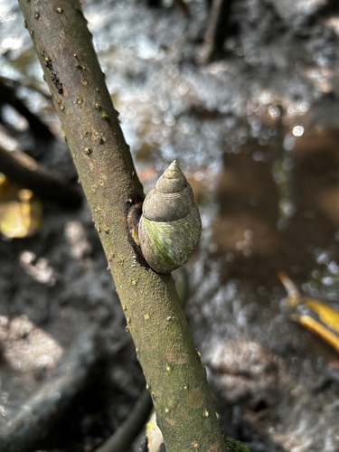 Mangrove Periwinkle