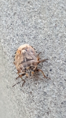 Holcogaster fibulata