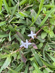 Diodia