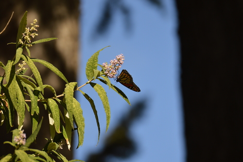 Monarch