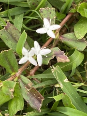 Diodia