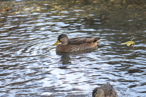 Pacific Black Duck × Mallard
