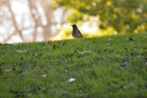 Song Thrush