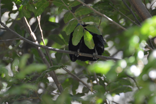 Tūī