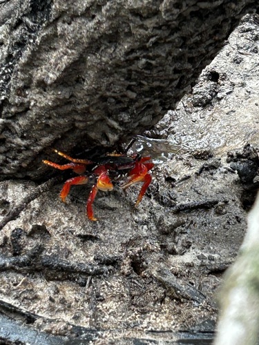 Mangrove Root Crab