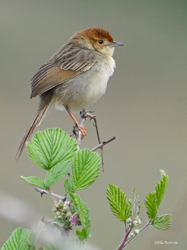 Churring Cisticola