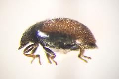 Didion punctatum